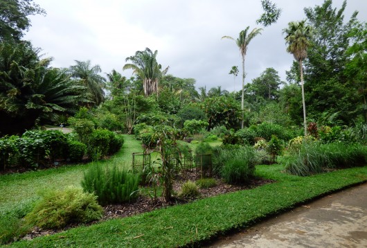Le Jardin Botanique Peradeniya